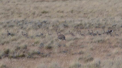 rhea pennata - &ntilde;andu - choique