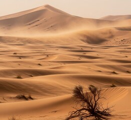 sand dunes in the sahara