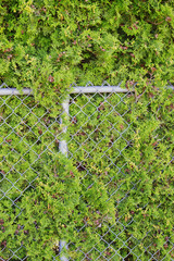 Chainlink fence disappearing into hedge