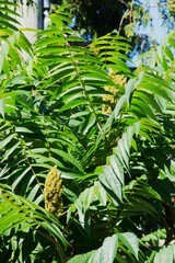 Staghorn sumac (Rhus typhina)