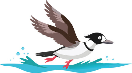 Fototapeta premium A bufflehead duck taking off from water, its small wings beating fast.