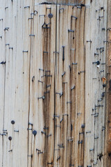 Staples in telephone pole