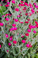 dusty miller, mullein-pink or bloody William (Silene coronaria)