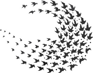 Obraz premium A flock of starlings in a murmurating swirl, capturing a beautiful shape.