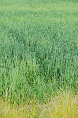 Grassy Field