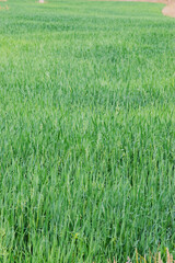 Grassy Field