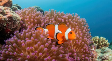 Obraz premium Clownfish swimming in sea anemone on coral reef, underwater scene