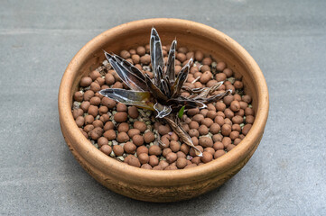 A pot of dead Agave Victoria. Excessive rain can be detrimental to Agave victoriae-reginae,...