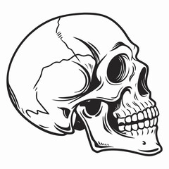 Human skull detailed black ink drawing head bone