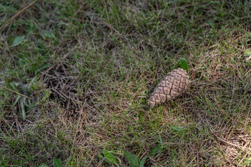 Closed fallen brown pine cone on a lawn, captured in natural outdoor light, highlighting its woody...