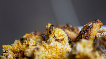 Close up of bees on honeycomb in apiary