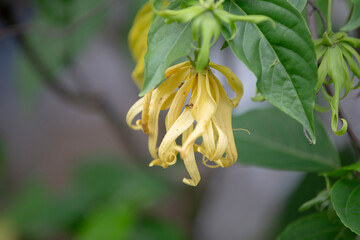 Ylang-Ylang flower in the garden (Ylang-Ylang)