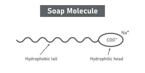 Fototapeta premium Soap Molecule structure. Hydrophobic tail and hydrophilic head.
