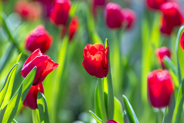 red tulips in spring