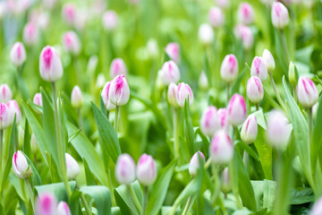pink tulips in spring