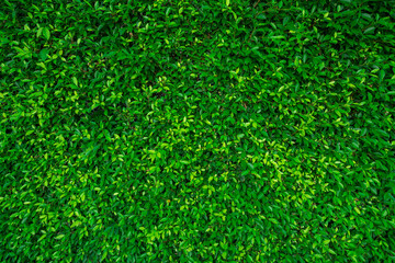 Small green leaves in hedge wall texture background. Closeup green hedge plant in garden. Eco...