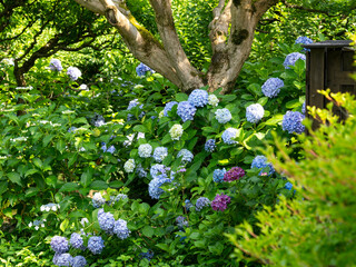 紫陽花が咲く庭園の風景