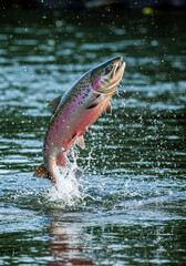 Naklejka premium 32K Ultra-Realistic Photo of Wild Salmon Leaping Out of Water with Splash