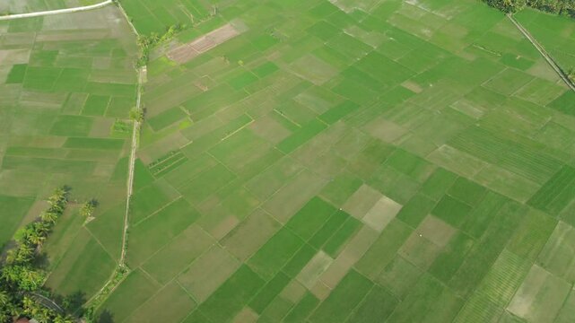 Aerial View of Lush Green Paddy Fields Agricultural Landscape