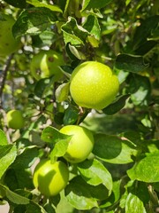 Apple on tree