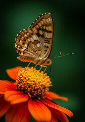 Ultra-Detailed Macro Close-Up of a Butterfly on Colorful Flower