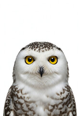 Obraz premium Ultra-Realistic Snowy Owl Portrait Collection on White Background