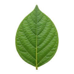 Single green leaf with detailed texture
