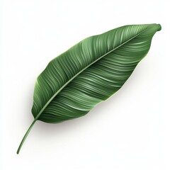 Single, large, green tropical leaf isolated on white background.