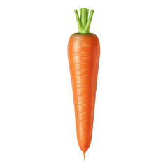 Fresh single carrot vegetable with green tops