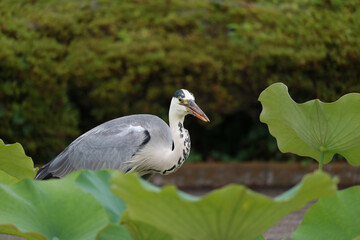 Heron Lotus Pond Japan 01