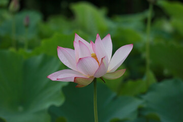 Obraz premium Lotus Flowers Closeup 38