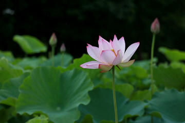 Lotus Flowers Closeup 37