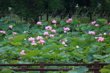 Lotus_Flowers_Landscape_08
