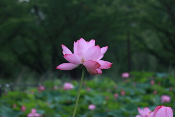 Obraz premium Lotus_Flowers_Closeup_20