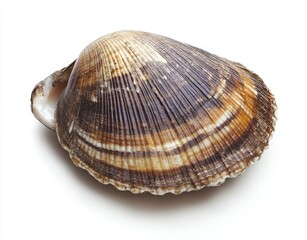 Obraz premium Single brown and white striped clam shell isolated on white background.