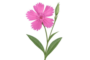 Obraz premium Delicate pink carnation blossom standing against translucent white backdrop, providing elegant floral design element for graphic compositions