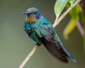 Lesser Violetear
