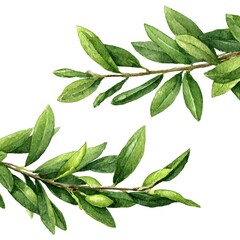 Obraz premium Watercolor olive branch artwork, white isolated environment, properly spaced,