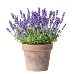 Obraz premium A healthy potted lavender plant with fragrant purple flowers and green foliage in a rustic terracotta pot isolated on transparent background