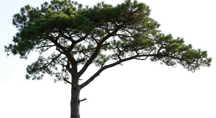 Fototapeta premium Isolated pine tree against a white background. Lush green crown, dark brown trunk, and strong branches