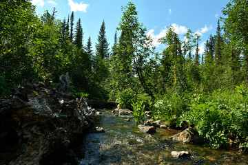 High rocky banks of a beautiful small river flowing down from the mountains surrounded by dense...