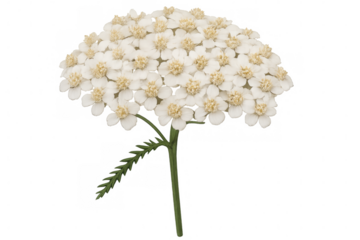 White yarrow flower blossom, close-up view revealing intricate petal structure against clean transparent backdrop