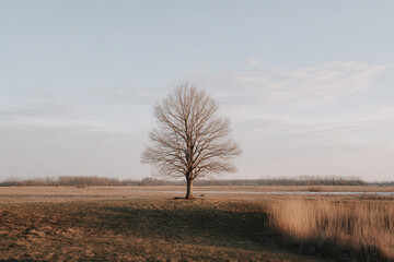 Fototapeta premium solitary tree standing tall in vast empty field under clear blue sky