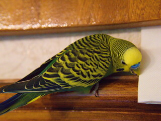 A yellow and green budgerigar is sitting on the wall, chewing on paper.