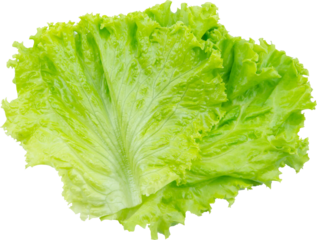 Lettuce Leaf Isolated From Background