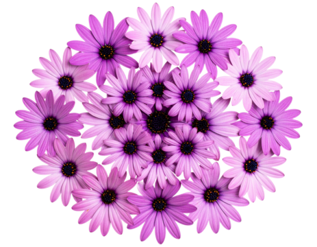 Geometric Mandala Pattern of Blooms and Petals in Concentric Layers Isolated Transparent Background PNG