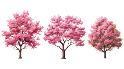  Set of Prunus lusitanica Trees - Group of Portuguese laurel trees with dense green foliage on transparent background