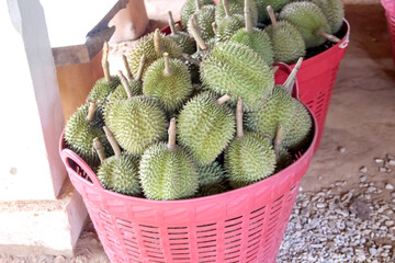Many durian fruit in red basket after harvest