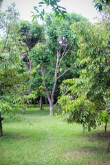 Durian tree in green garden with bottle trapped hanging