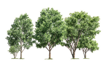  Set of Pterocarya Fraxinifolia Trees - Group of Pterocarya fraxinifolia (Caucasian wingnut) trees with lush green foliage on transparent background